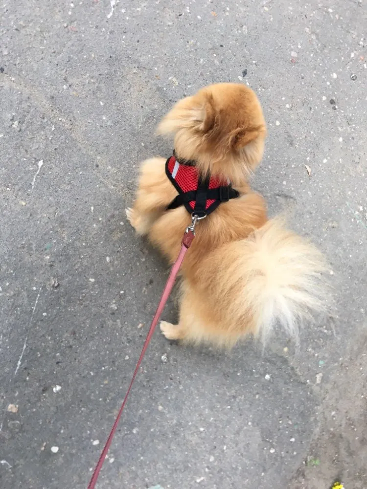 Everyday Harness - Small Dogs (No Pull)