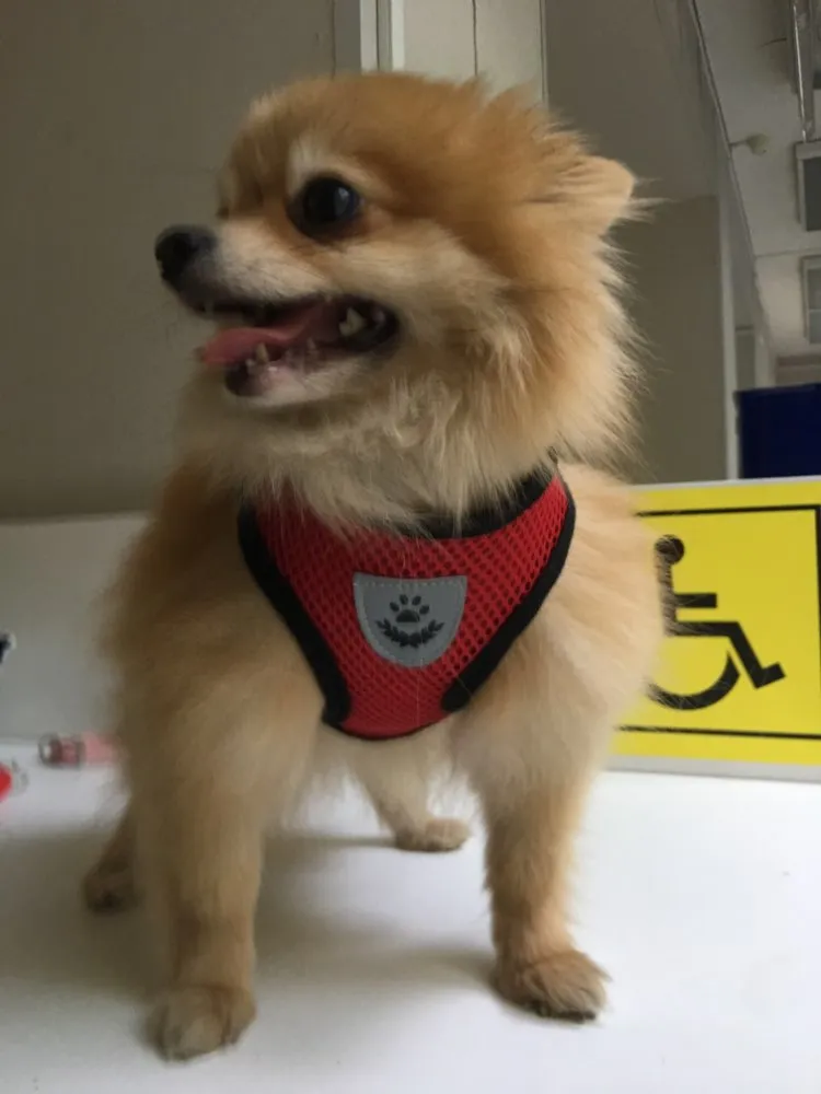 Everyday Harness - Small Dogs (No Pull)