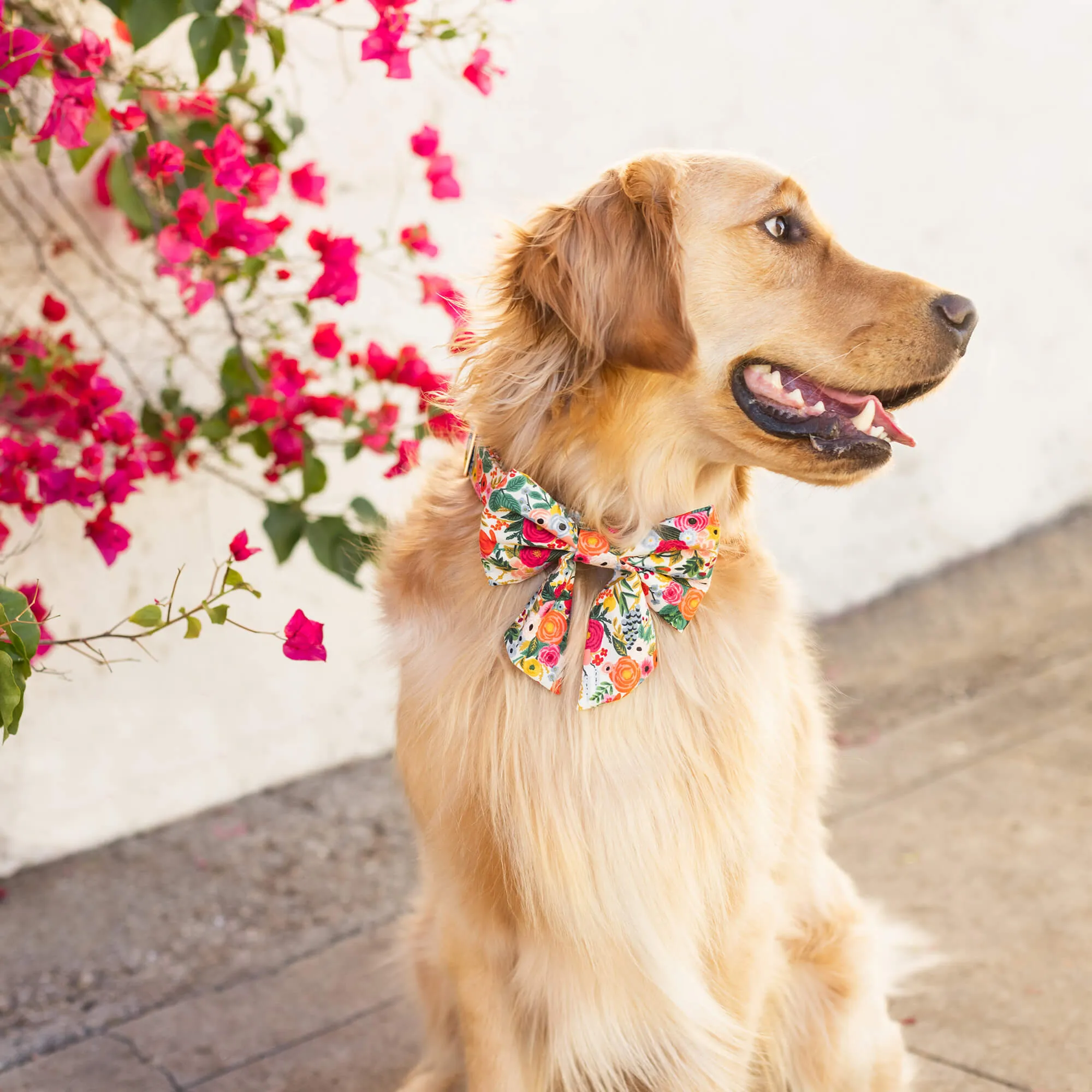 Rifle Paper Co. x TFD Garden Party Lady Dog Bow